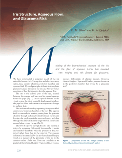 Iris Structure, Aqueous Flow, and Glaucoma Risk