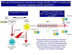 The principle of FRET MCT1 CD147