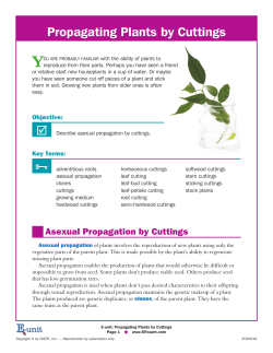 Propagating Plants by Cuttings - PHS