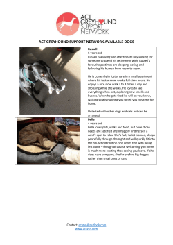 ACT GREYHOUND SUPPORT NETWORK AVAILABLE DOGS – June