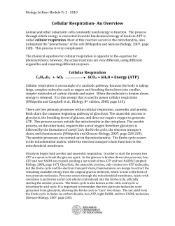 Cellular Respiration- An Overview