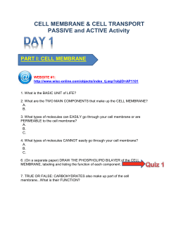 Cell transport Activity
