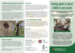 Growing plants to attract wildlife to your garden
