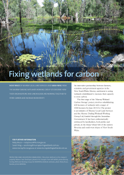 Fixing wetlands for carbon - Murray Darling Wetlands Working
