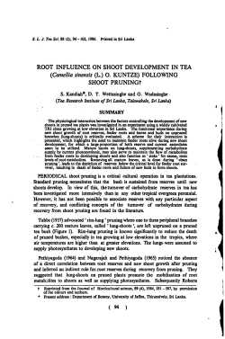 ROOT INFLUENCE ON SHOOT DEVELOPMENT IN