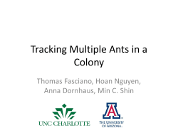 Tracking Multiple Ants in a Colony