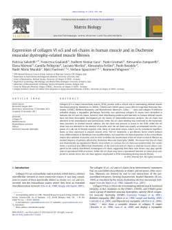Expression of collagen VI &alpha;5 and &alpha;6 chains in human muscle and in