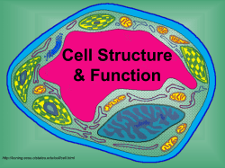 Cells - Net Start Class