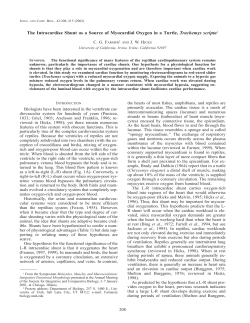 The Intracardiac Shunt as a Source of Myocardial Oxygen in a Turtle