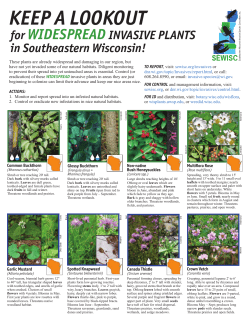 Lookout Invasive Widespread Invasive Plants Wisconsin