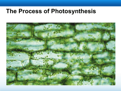 The Process of Photosynthesis