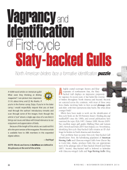 North American birders face a formative identification puzzle