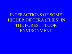 interactions of higher diptera in the forst floor