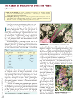 The Colors in Phosphorus Deficient Plants