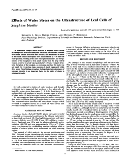 Effects of Water Stress on the Ultrastructure of Leaf Cells of Sorghum