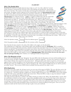 DNA Replication