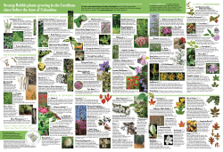 Swamp Rabbit plants growing in the Carolinas since before the time