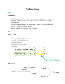 Photosynthesis notes