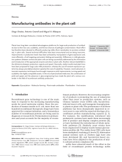 Manufacturing antibodies in the plant cell