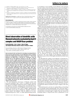 Direct observation of dendritic actin