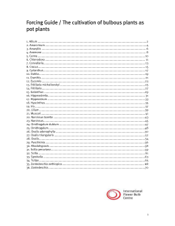 cultivations of bulbous plants as pot plants