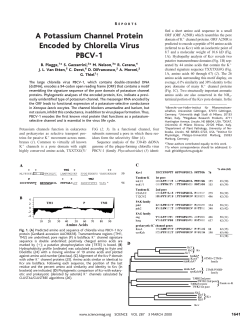 A Potassium Channel Protein Encoded by Chlorella