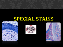 20120917182058_SPECIAL_STAINS