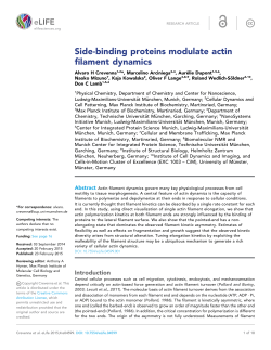 Side-binding proteins modulate actin filament dynamics | eLife