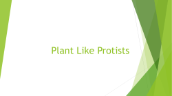 Plant Like Protists