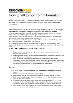 How to tell torpor from hibernation