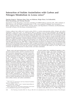 Interaction of Sulfate Assimilation with Carbon and Nitrogen
