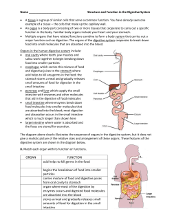 Digestive System
