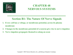 Nerve activates contraction