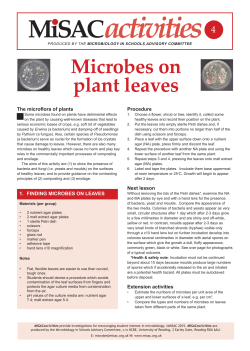 Microbes on plant leaves