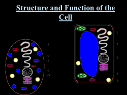 Structure and Function of the Cell