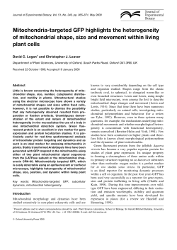 Mitochondria-targeted GFP highlights the heterogeneity of