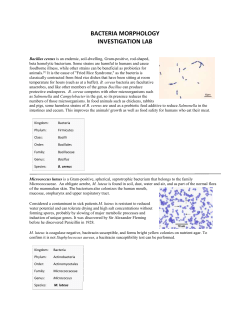 Unit 10 Bacteria Investigations Gram Strains of