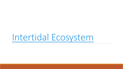 Intertidal Ecosystem