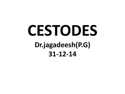 cestodes - Yengage