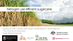 Nitrogen use efficient sugarcane