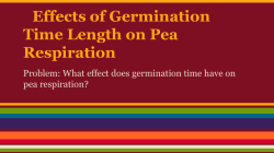 Effects of Germination Time Length on Pea Respiration