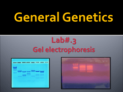 Lab 3 Gel Electrophoresis