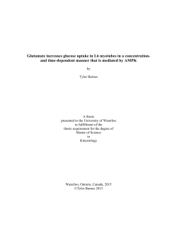 Glutamate increases glucose uptake in L6 myotubes in
