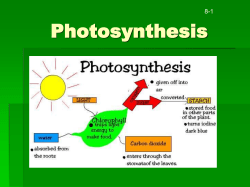 Photosynthesis