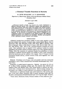 185 y-Glutamyl Transfer Reactions in Bacteria