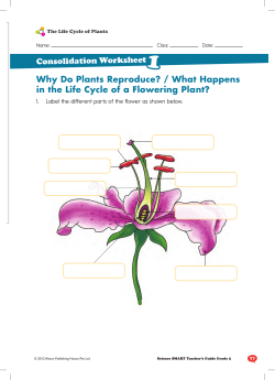 Why Do Plants Reproduce? / What Happens in the Life Cycle of a
