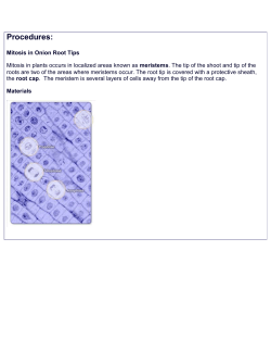Mitosis in Onion Root Tips