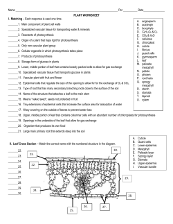 Plant Worksheet 2017