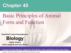 Animal Form and Function