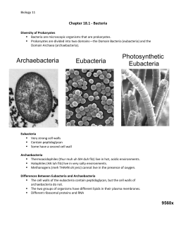 Bacteria